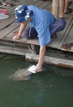 เปคูตัวนี้ได้รับเกียรติ์จากพี่Webของเราปล่อยสู่สายน้ำเองกับมือ...
