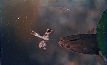 เป็นภาพจากน้าโอวฯอีกเช่นกัน
เหยื่อฟลายแมลงปอที่ตีออกไป สามารถเรียกร้องความสนใจจากปลาช่อนให้โผล่หัวอ
