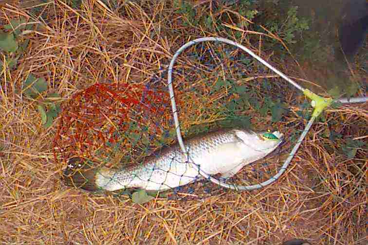 ดูครับ กระพงขาวกับเหยื่อ RAPALA FAT RAP ขนาด 7 cm สาย 8 ปอนด์ ปลุกกระแสตามแบบ แก๊งค์เด๋วเด่ ครับ 
2