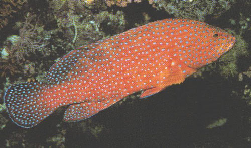 ตัวที่พี่อ๊อดถือน่าจะเป็นตัวนี้ครับ
Coral Cod (Cephalopholis miniata)
ลักษณะเด่น: จุดสีฟ้า ค่อนข้า