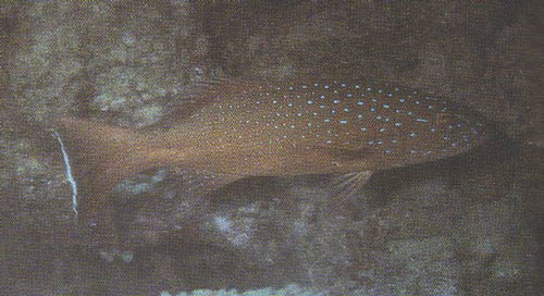 หรือไม่ก็ตัวนี้ครับ
ฺBar-Cheeked Coral Trout (Plectropomus maculatus) 
ลักษณะเด่น: ขีดสีฟ้าบริเวณแ