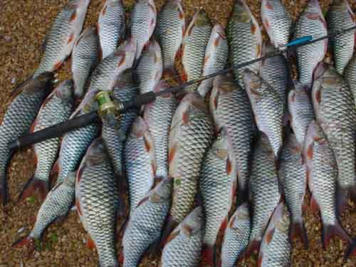 เหยื่อที่ใช้ Rapala Poper 9 cm