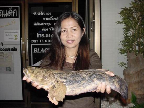 ปลาบู่ที่บ้านโพธิ์