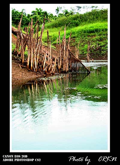 
  ล่องเรือไปเรื่อย เริ่มเห็นปลาขึ้นจิบน้ำบ้างประปราย แต่ไม่โฉ่งฉ่างนัก ส่วนหนึ่งอาจเป็นเพราะอากาศท