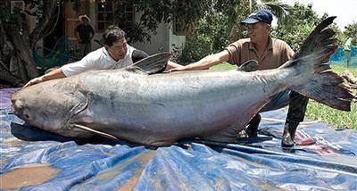 ปลาบึกยักษ์ 'ใหญ่ที่สุดในโลก' โผล่น้ำโขง
