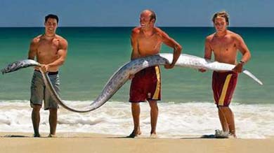 (OAR FISH) 
ปลาชนิดนี้..มีขากรรไกรยาว.. หน้าผากโหนกคล้ายม้า ..ตาโต 
คลีบบนหลัง..ยื่นออกมายาวเลยหัว