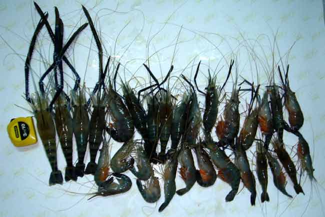 ภาพกุ้งรวมอีกทีครับ ...สุดท้ายก็ตัดส