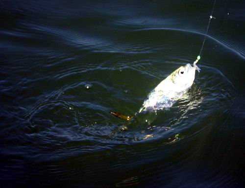 ปลาตัวเงิน ๆ เวลาขับกับน้ำทะเลสีเข้ม  ดูเพลินตาดีจังครับ 