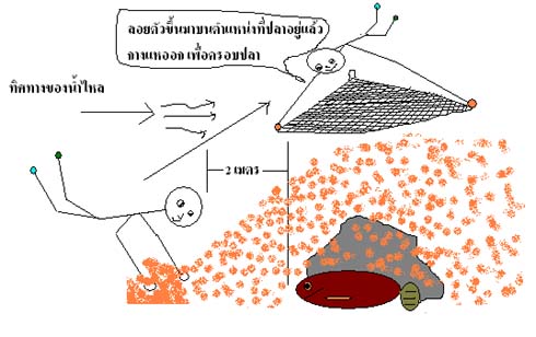 เมื่อทรายฟุ้งท่วมไปหมดแล้วก็ ลอยตัวขึ้นไปอยู่ให้ตรงตำแหน่งที่ปลาอยู่แล้วกางแหออกเพื่อครอบ สิ่งที่สำค