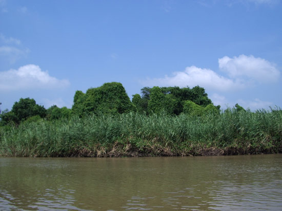         ฝั่งตรงข้ามของหมายที่จอดเรือ  เป็นป่าอ้อ  ด้านหลังจะเป็นสวนผลไม้  วันนี้ฟ้าโปร่ง  ลมโชยเบาๆ 