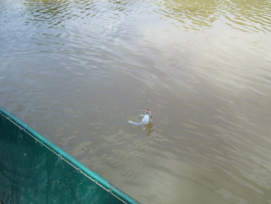         ขึ้นมาแล้ว เป็นปลาแขยงชายธงไซส์มาตรฐานแม่น้ำ  กินเร็วแบบนี้ฝูงคงเข้าแน่ๆ แต่เอาเข้าจริงๆหลัง