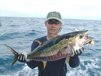 ปลาดิบชั้นดีที่สิมิลันจากYELLOW FINTUNA