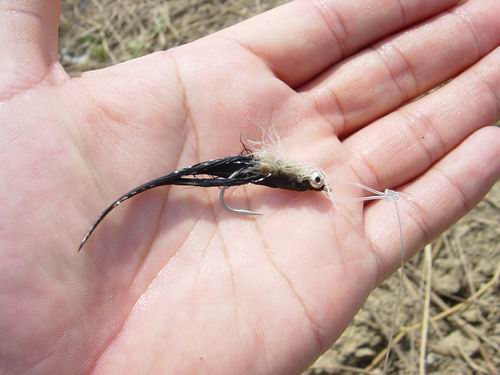 สภาพเหยื่อฟลายหลังจากที่ผมตกได้ 

เหยื่อตัวนี้มีชื่อว่า Marabou Shrimp 
ดูวิธีการสร้างเหยื่อชนิดน