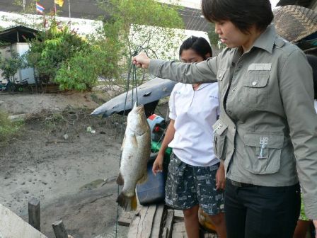 ตัวเดียวกันกับตัวแรก