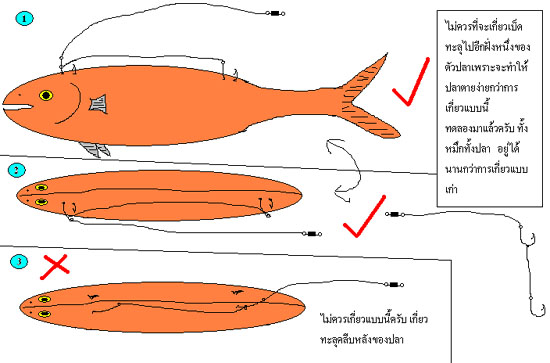 ปลาที่จะนำมาเกี่ยวเป็นเหยื่อเป็นๆ ดังนี้ครับ
1.ปลาทู
2.ปลาสีกุล
3.ปลาทราย
4.ปลากระบอก
5.ปลาหัวต