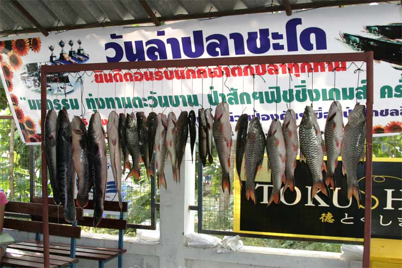 ปลาที่ขึ้นชั่งทั้งหมด (บางส่วน)ในวันนี้ครับ 


ใจเย็นดิ น้าต้อม อิอิ  :laughing: :laughing: :laug