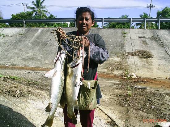   2 ตัวนี้ของพี่ไก่ครับ ได้ด้วยกุ้งก้ามครับ คนถือปลาเป็นผบ.พี่ไก่ครับ ครอบครัวนี้น่าอิจฉาของหลายๆคนค