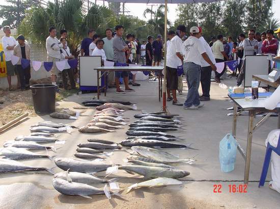 ตัดมาสู่บรรยากาศการชั่งปลาครับ ผมย