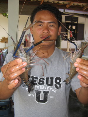 กุ้งคนกาม เอ้ย! กุ้งก้ามกาม