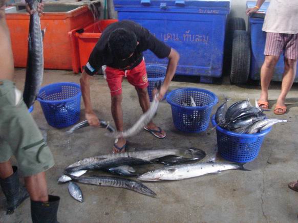 
           ปลาบ้างส่วนนำมาขายที่ท่าเรือค