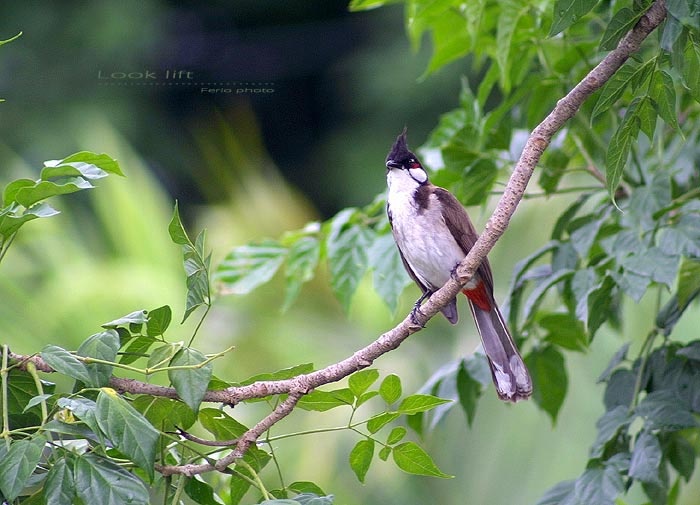 ถ่ายดอก ถ่ายผีเสื้อ แล้วก็ต้องมาถ่ายนก  :laughing:

****  ข้อมูลภาพ f .4  s.250  iso 100