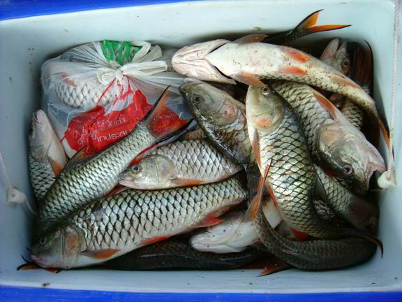 ปลารวมในถัง 80 ลิตร  