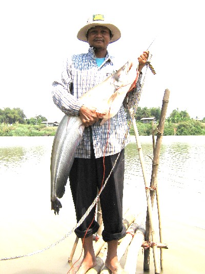 เพื่อนผมครับ คนนี้ เป็นมือช้อนปลา ตกประจำที่หนองเจ็ดเส้น วันนี้ข้ามถิ่นมาหมายต้นมะกอก ป่าโมก ขอด้วยค