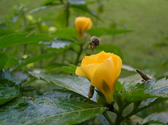 ผึ้งกะดอกไม้ Closeup เหมือนกัน