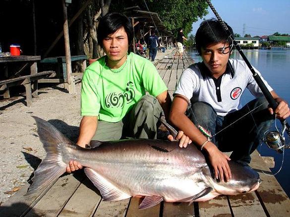 ตัวนี้ก็พอๆกันปลาบึกตัวนี้30กิโลครับ                  ผม :love: :love: :love: