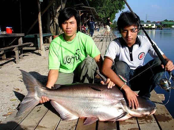 ตัวนี้ก็พอๆกันปลาบึกตัวนี้30กิโลครับ                  ผม :love: :love: :love: