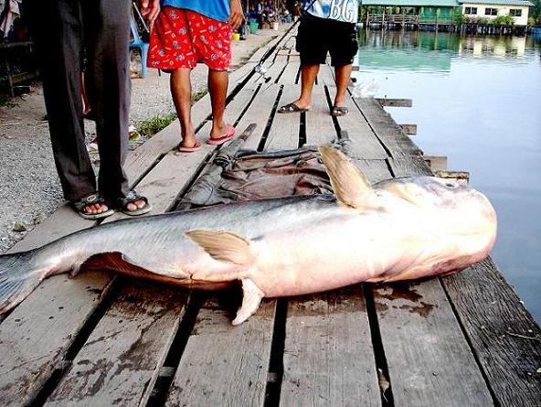 ตัวนี้100กว่ากิโลเลย   น้าชัย