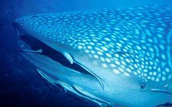  :love:..สัตย์น้ำที่มีขนาดใหญ่ที่สุดในโลก  คือ ปลาฉลามวาฬที่ชื่อ The rare plankton - feeding whale s