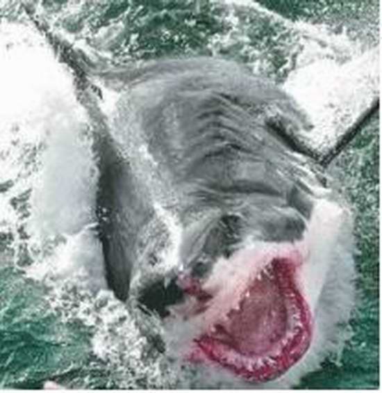  :blush: น้าหมึกปาดอีกแล้ว :laughing: :laughing:...ปลากินเนื้อที่ใหญ่ที่สุดในโลก  คือ ปลาฉลามขาว (th