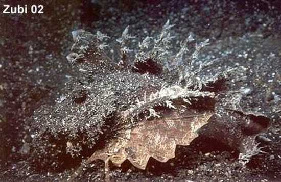  :blush: :love:...ปลาที่มีพิษร้ายแรงมากที่สุดในโลก  คือ ปลาหิน (the stonefish) ที่อาศัยอยู่ในเขต Ind