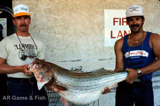 This 53 pound Striped bass taken in Bull Shoals Lake
was a State Record for several years.