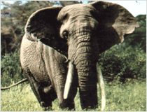 

สัตว์บกที่มีขนาดใหญ่ที่สุดในโลกคือ ช้างแอฟริกา :cheer: :cheer: :cheer: :cheer: