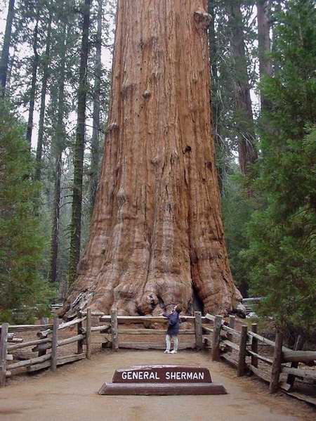  :blush: :love:..ต้นไม้ต้นที่ใหญ่ที่สุดในโลก  คือ ต้นไม้ที่ชื่อ 'General Sherman' a giant sequoia ต้