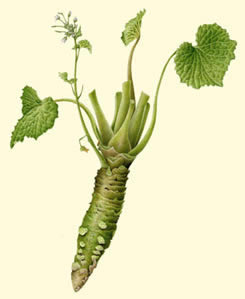 ที่เวบข้างล่างนี้ เขียนถึงWasabi ในหลา