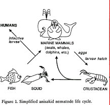 What do crustaceans eat?