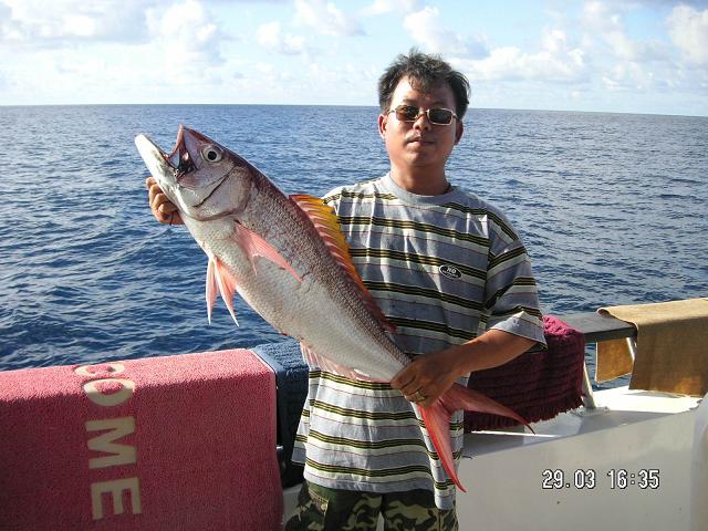 ปลาปากกว้างเป็นปลาน้ำลึกเป็นปลาตะกูลเดียว
กับปลาจำพวกปลาสีเงิน ปลาสีทอง เนื้อดีมากๆ
ถ้าหนักตกปลาอย