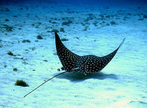 กระเบนนก ลายจุด   Spott Eagle Ray