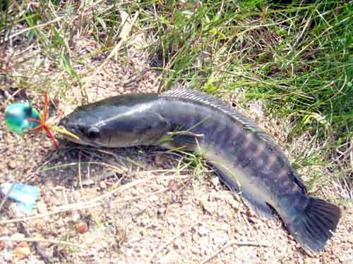 ขอแจมด้วยคนครับ
กัดตัว snakehead จากเมืองกาญจน์ แผลเหวอะ เลยครับ
