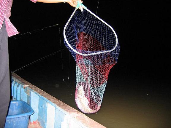 พอปลาโผล่หัวขึ้นพ้นน้ำเท่านั้นแหล