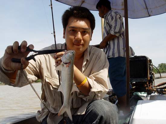 ตัวนี้กุเลาครับ ไม่รู้ว่าหลงมาจากไหน  :laughing: :laughing:

