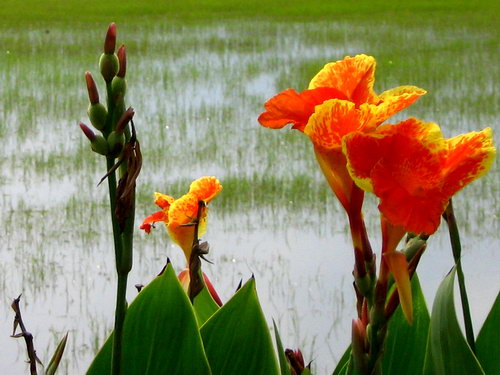   ดอกไม้ ต้นข้าว สรรพสัตว์ ฯลฯ ล้วนต่างได้รับความสดชื่นจากสายฝนที่กระหน่ำลงมาในยามฤดูฝนเช่นนี้  :sm