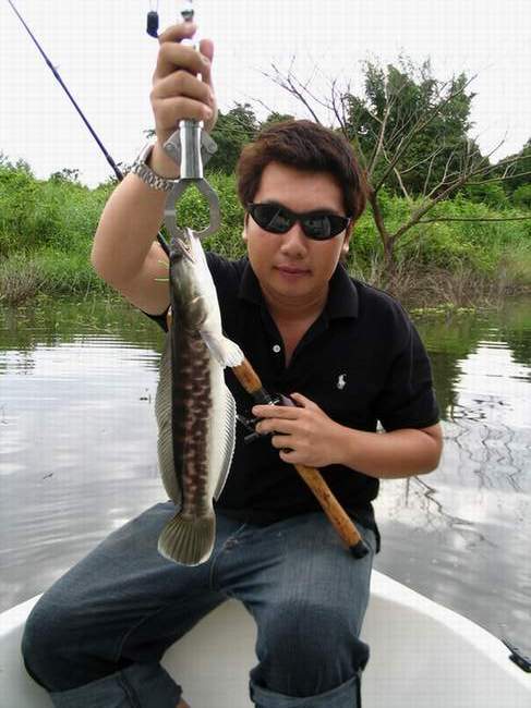 นี่ไงครับขึ้นมาแล้วปลาชะโดย๊ากกกก ของโปรบวม :laughing:  ขนาดตีผ่านคลอกแท้ๆผมว่าพอดีพ่อแม่ปลาคงไปช๊อบ