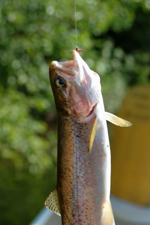 Its an 11-inch rainbow trout on a dry fry.