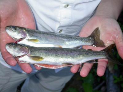 We kept two trout for a BBQ dinner at the camp site