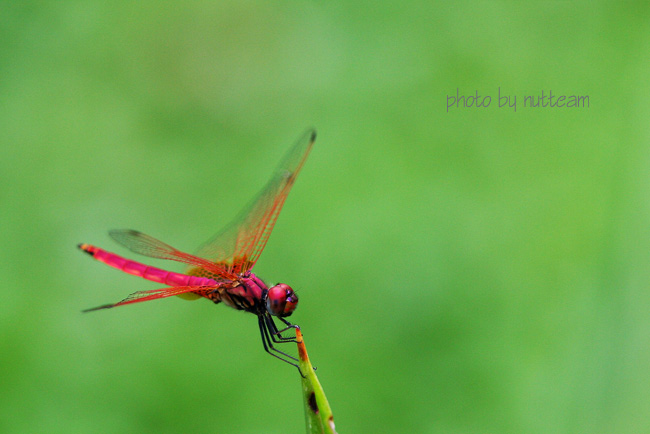 ตัวนี้แมลงปอตัวสุดท้ายแล้ว สีแดงสวยเลย กำลังลู่ลมด้วย ถ่ายมาชัดก็บุญแล้วครับ  :laughing: :laughing: 