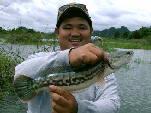 เปิดทริฟเป็น ชะโดหนุ่ม เฝ้ารังไมยราบสด สู้เบ็ดดีมากครับ  :smile: :smile: :smile: